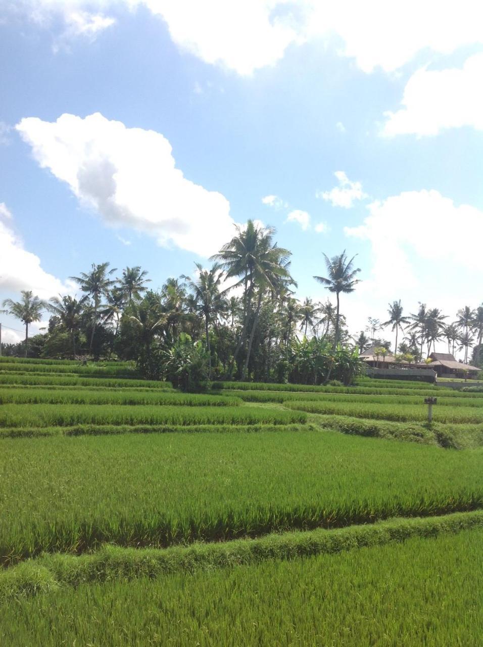 Uma Dhari Villa by Prasi Ubud Esterno foto